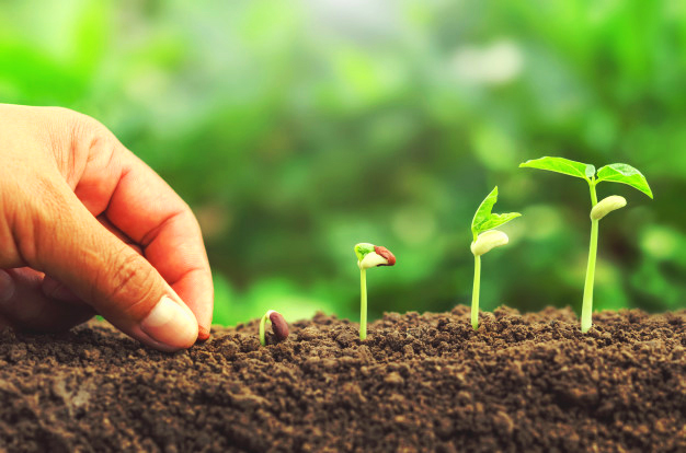 Como-plantar-sementes-Capa